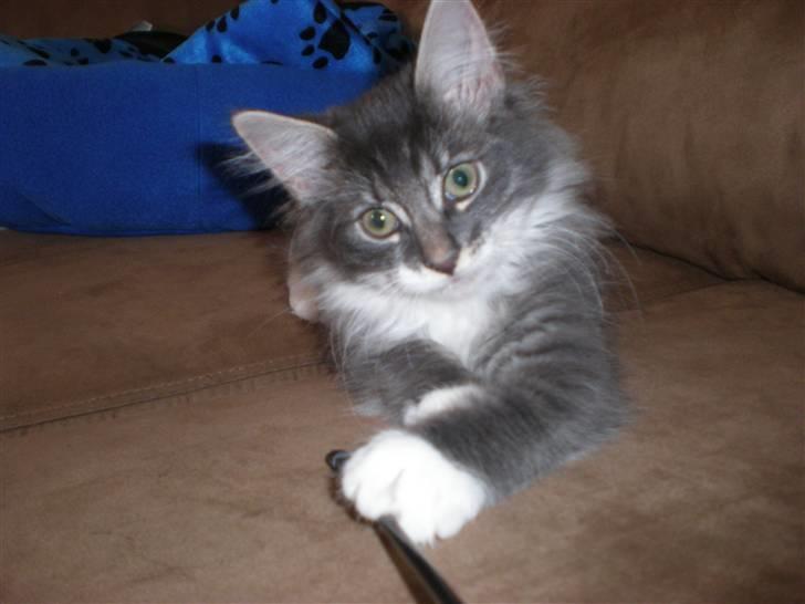 Norsk Skovkat R.I.P Sinus billede 8