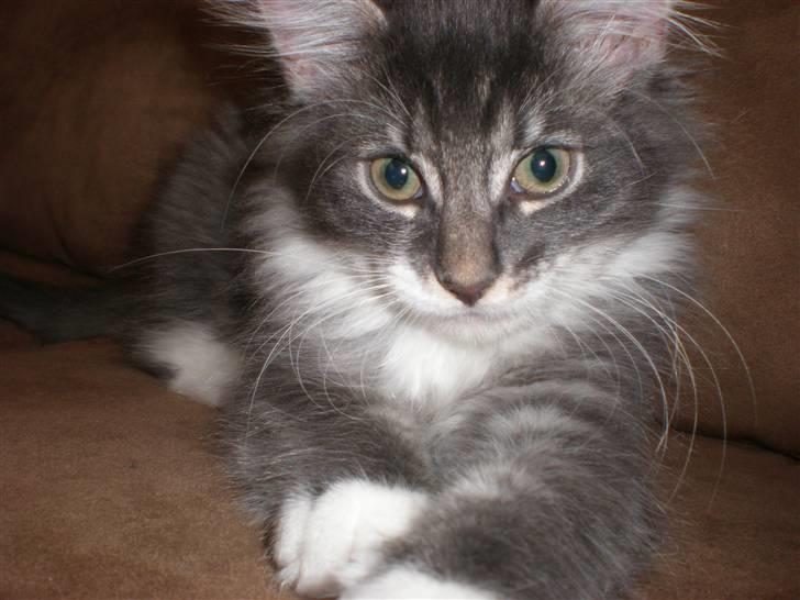 Norsk Skovkat R.I.P Sinus billede 9