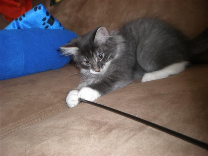 Norsk Skovkat R.I.P Sinus billede 10