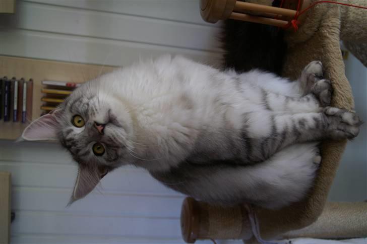 Maine Coon Earl Grey billede 8