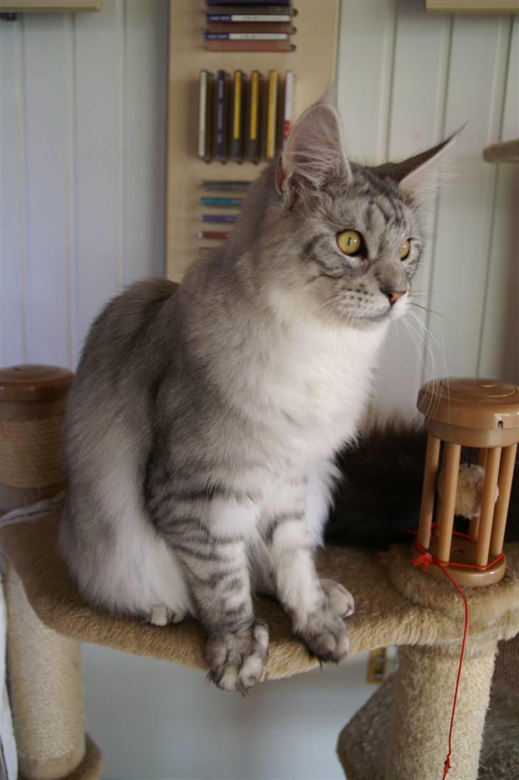 Maine Coon Earl Grey - 8 månder billede 9