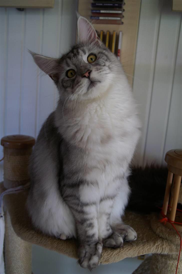 Maine Coon Earl Grey billede 10