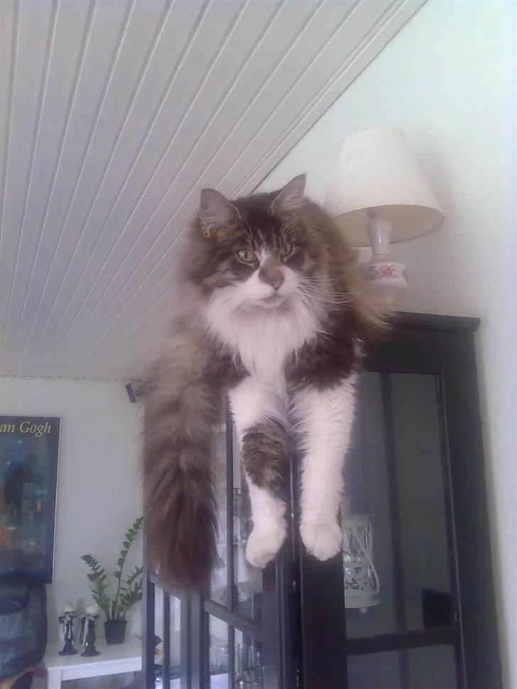 Maine Coon Floffy billede 1