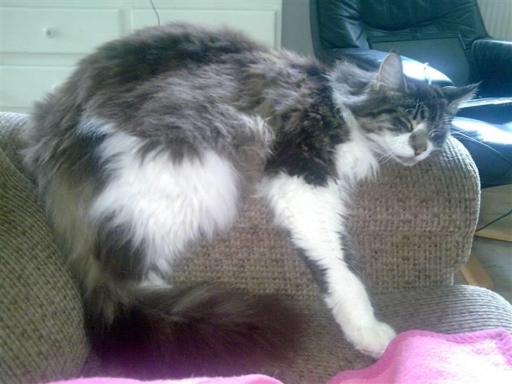 Maine Coon Floffy billede 2