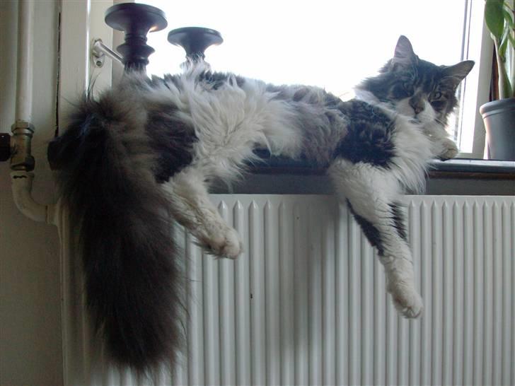 Maine Coon Floffy billede 3