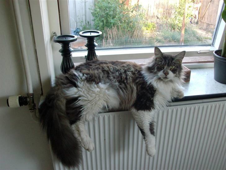 Maine Coon Floffy billede 4