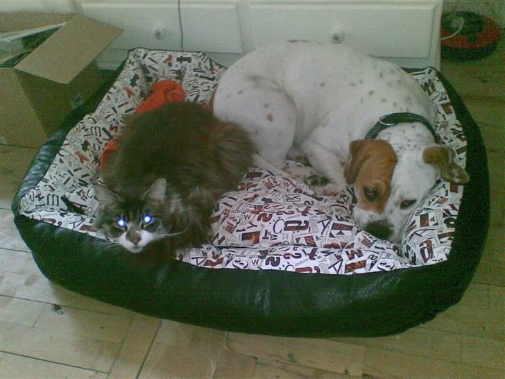 Maine Coon Floffy billede 5