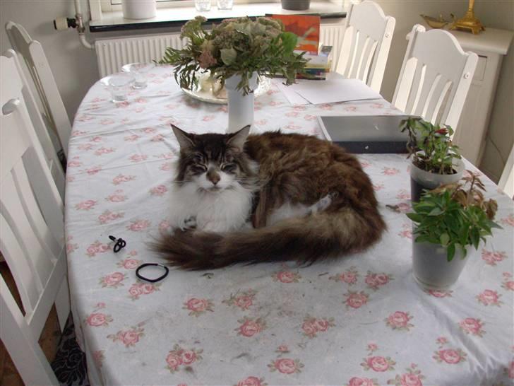 Maine Coon Floffy billede 6