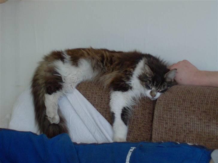 Maine Coon Floffy billede 7