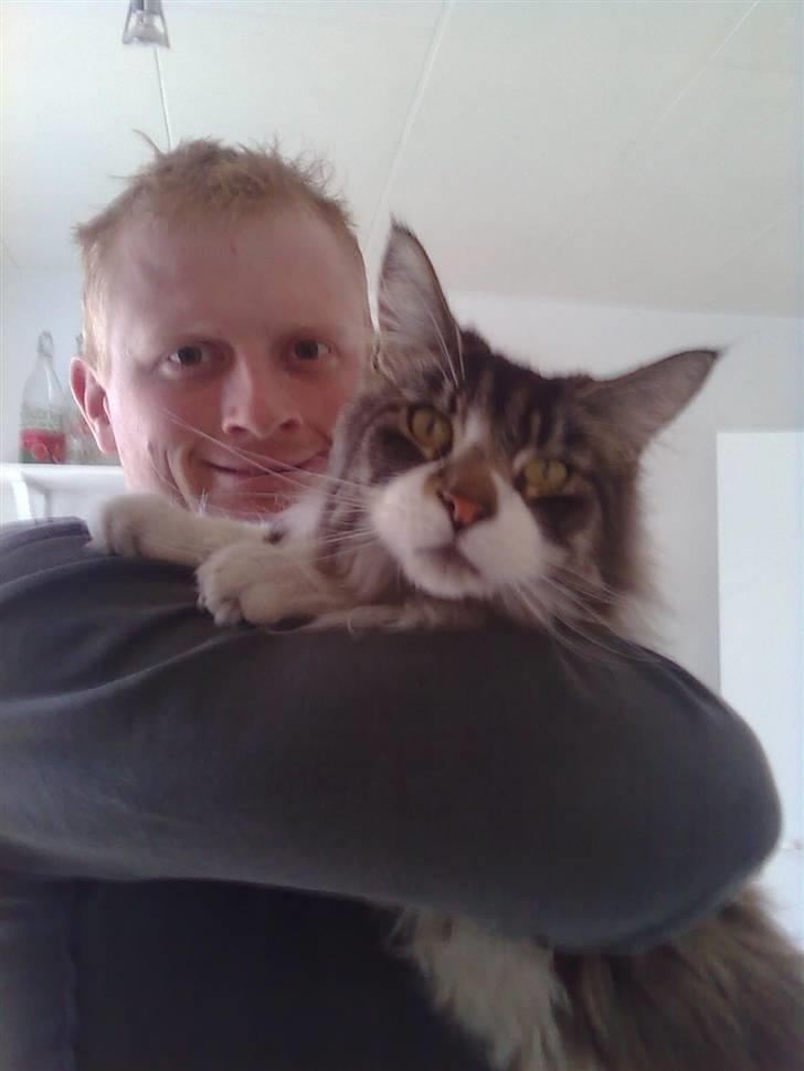 Maine Coon Floffy billede 8