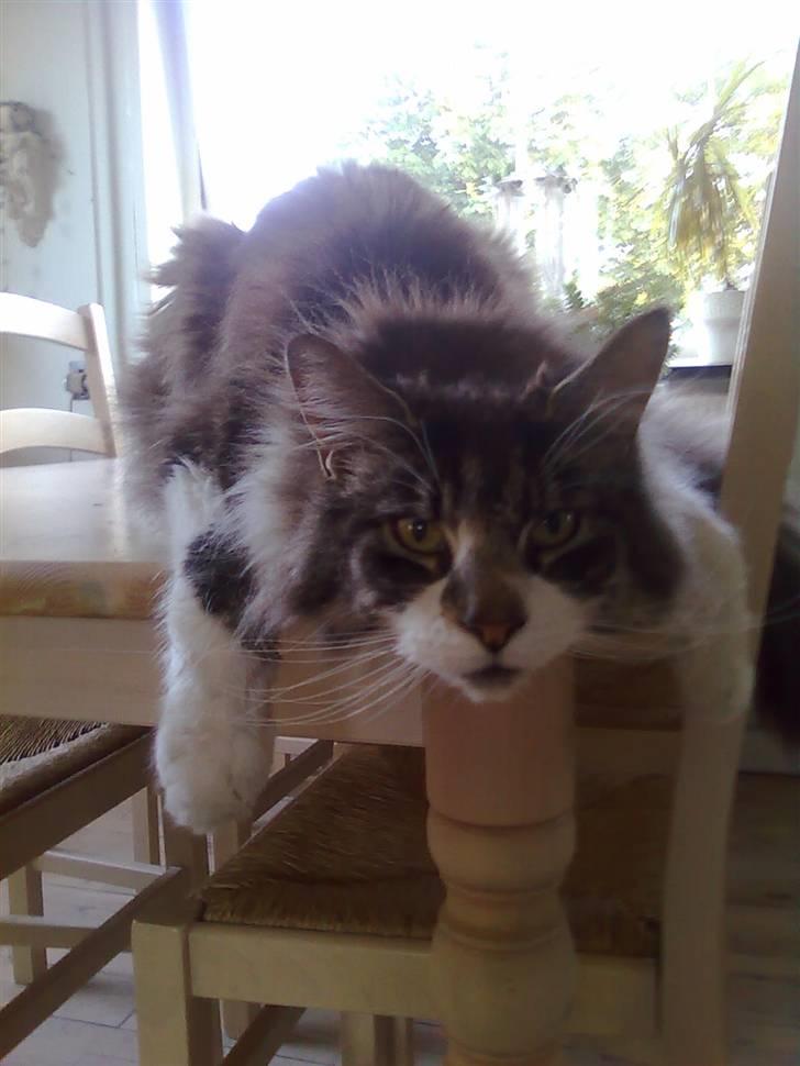 Maine Coon Floffy billede 9