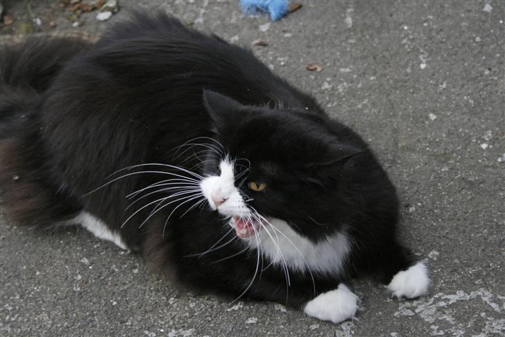 Blanding af racer <3 Miv <3 - # 16. Hold dig væk.. Taget d. 11/9-2009 af Tanja A billede 16