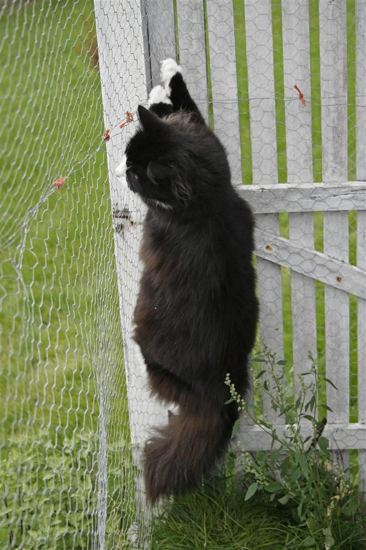 Blanding af racer <3 Miv <3 - # 17. Er der noget spændene derude?? Taget d. 11/9-2009 af Tanja A billede 17