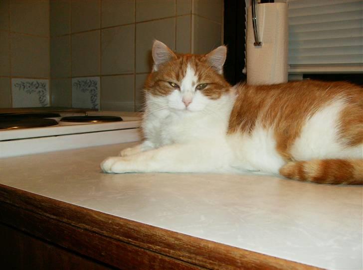 Blanding af racer Mille billede 4