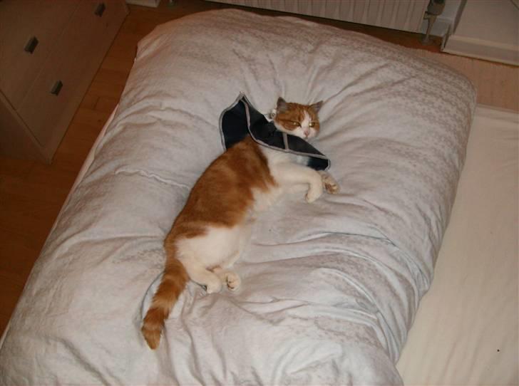 Blanding af racer Mille - Lige kommet hjem fra dyrlægen efter hun blev neutraliseret. billede 5