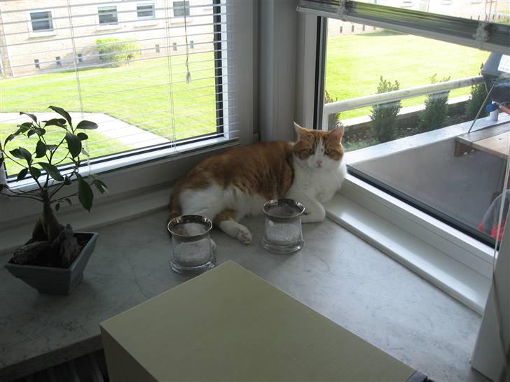 Blanding af racer Mille billede 6