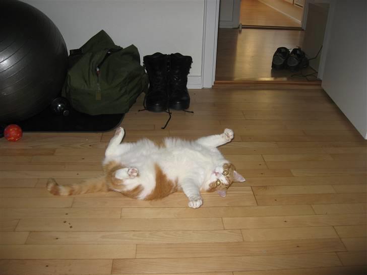 Blanding af racer Mille billede 7