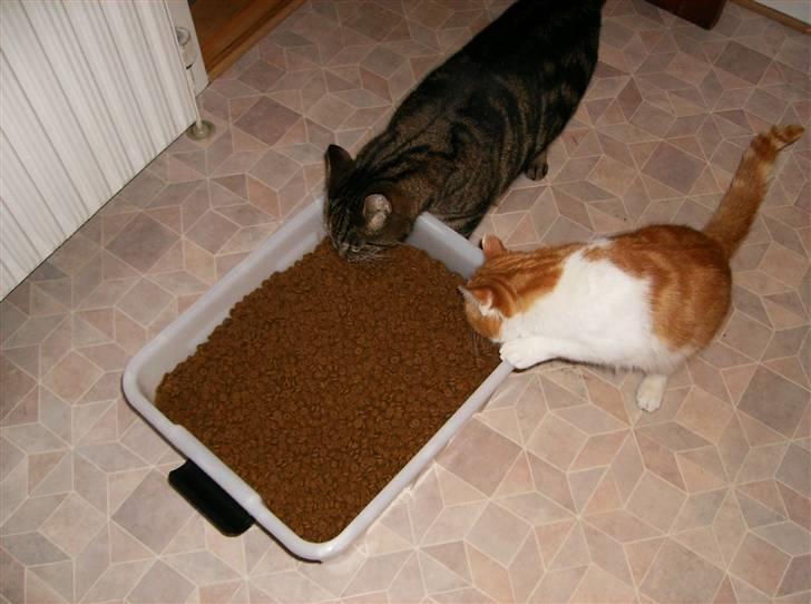 Blanding af racer Mille - Så er der fest!!!!! billede 8