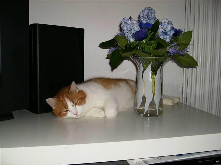 Blanding af racer Mille billede 9