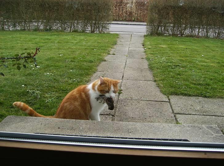 Blanding af racer Mille - Så er der mad billede 10