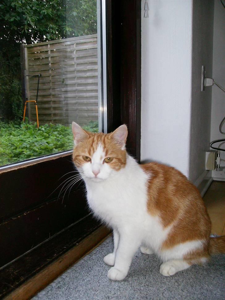 Blanding af racer Mille - Dette billede var efter Mille havde fået 2 killinger, der havde hun tabt sig en del. billede 11