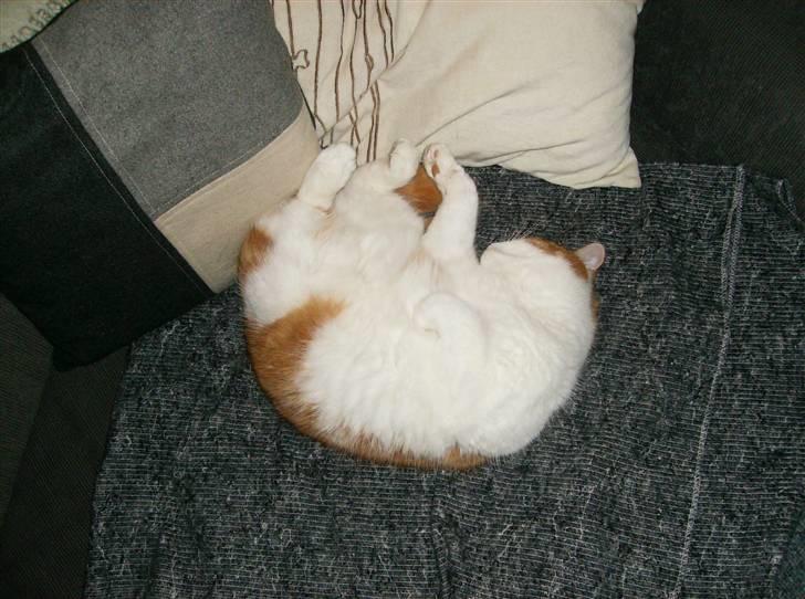 Blanding af racer Mille billede 12