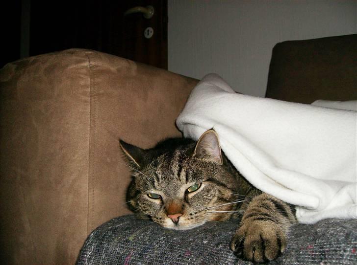 Huskat Pumba billede 5