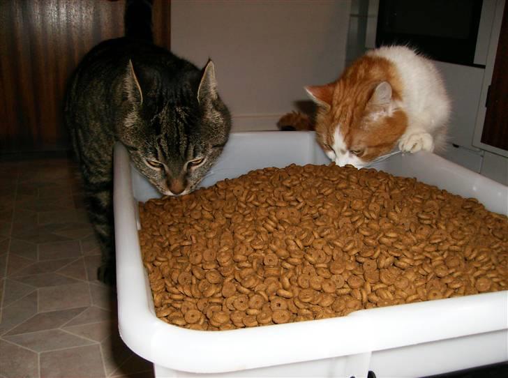 Huskat Pumba billede 6