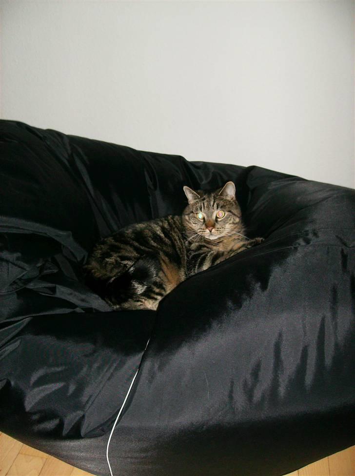 Huskat Pumba billede 7