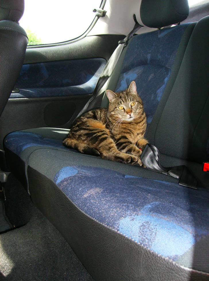 Huskat Pumba billede 8