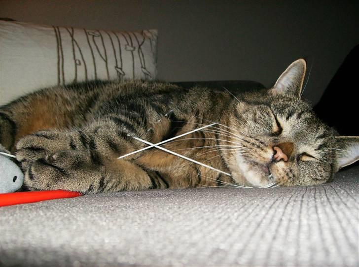 Huskat Pumba billede 9