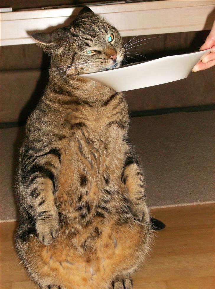 Huskat Pumba billede 10