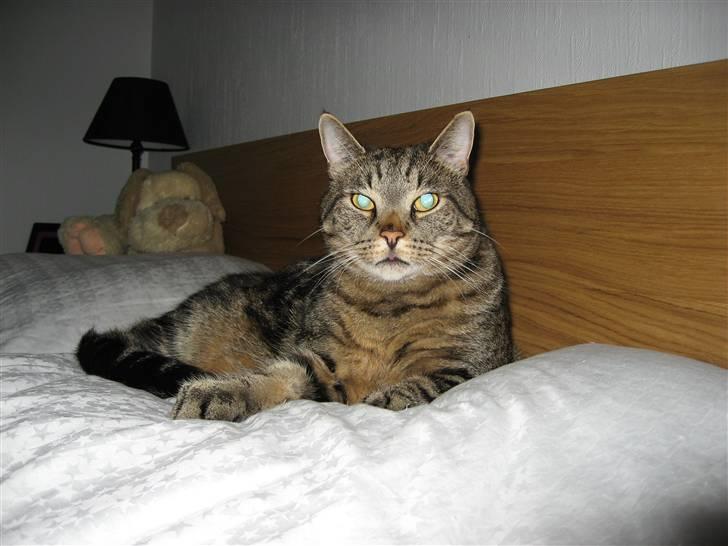 Huskat Pumba billede 11