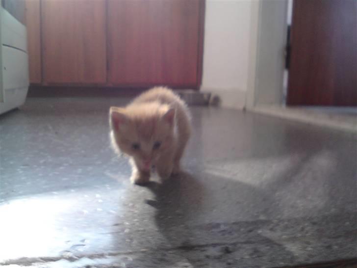 Huskat Red Dæmon billede 6