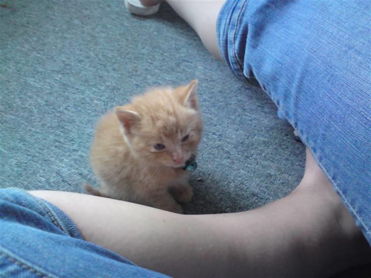 Huskat Red Dæmon billede 7