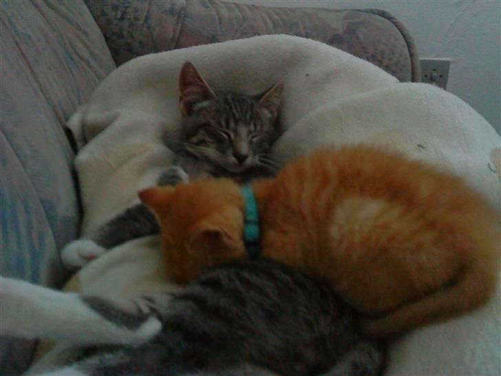 Huskat Red Dæmon billede 8