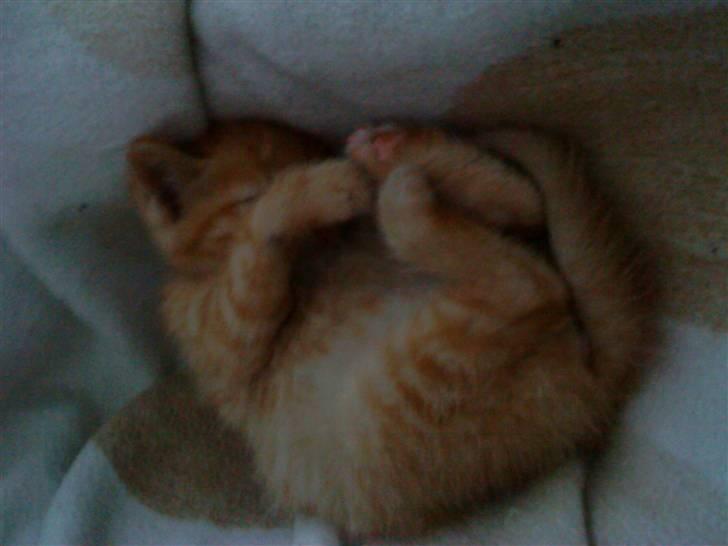 Huskat Red Dæmon billede 9