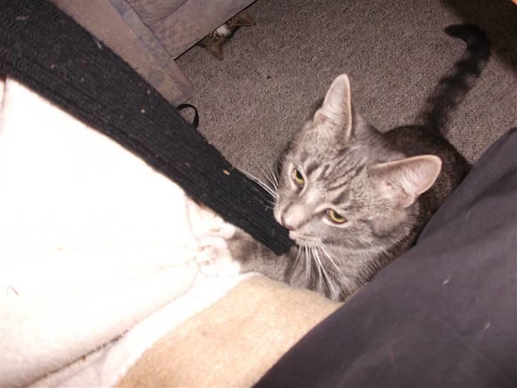 Huskat DJ John billede 6