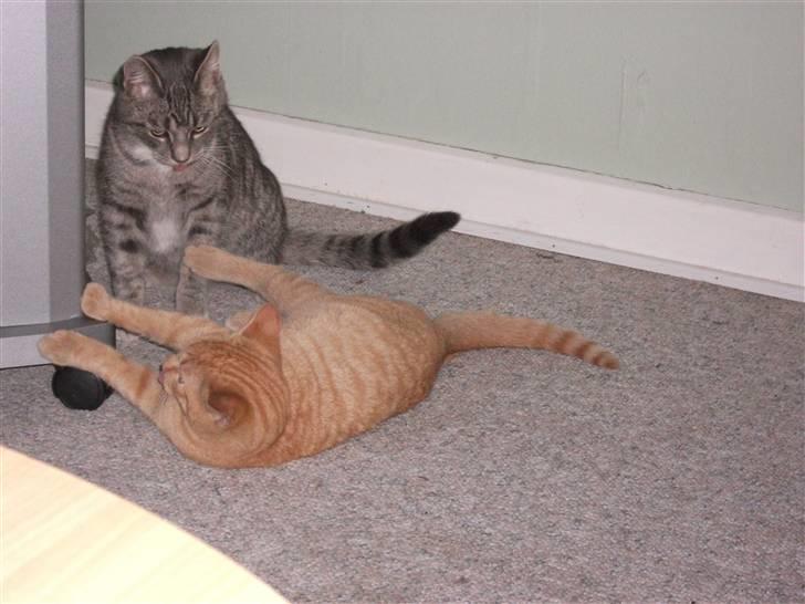 Huskat DJ John billede 7