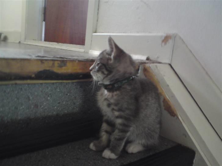 Huskat DJ John billede 8