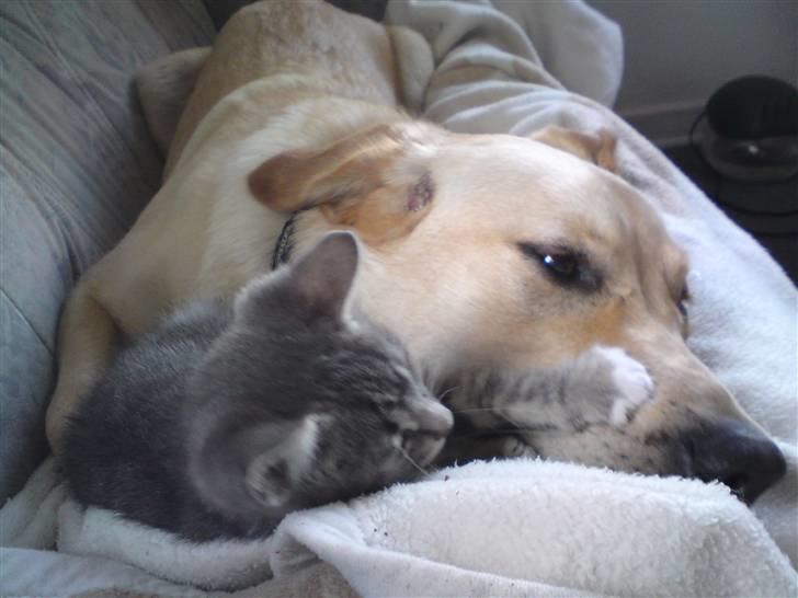 Huskat DJ John billede 9