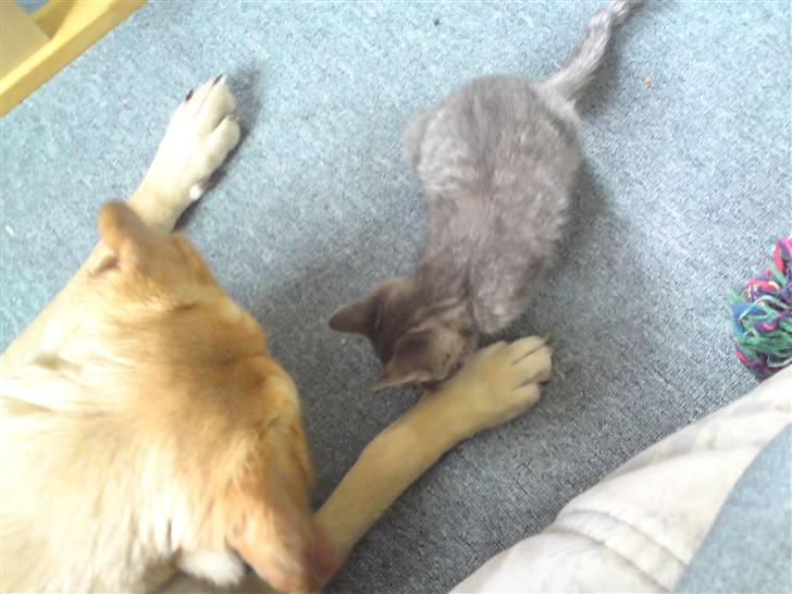 Huskat DJ John billede 10