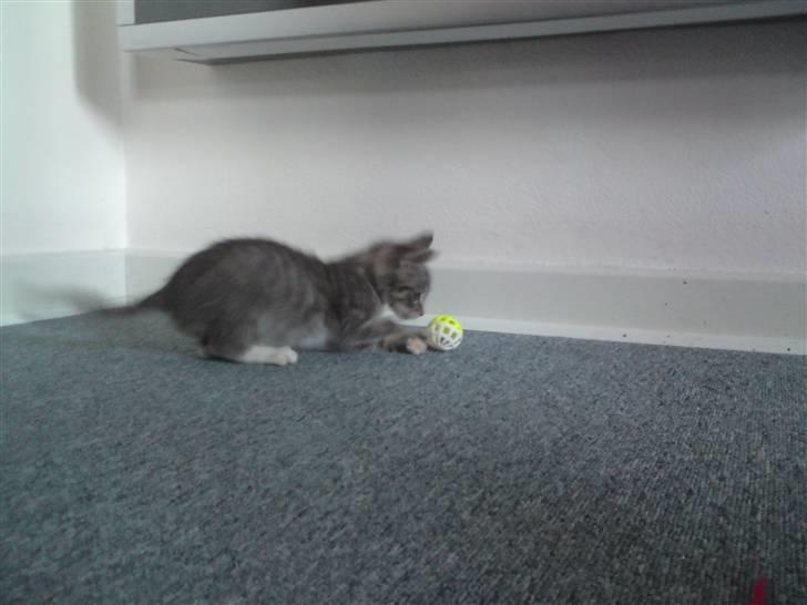 Huskat DJ John billede 11