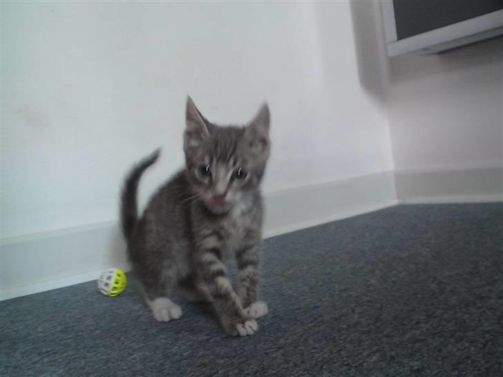 Huskat DJ John billede 12