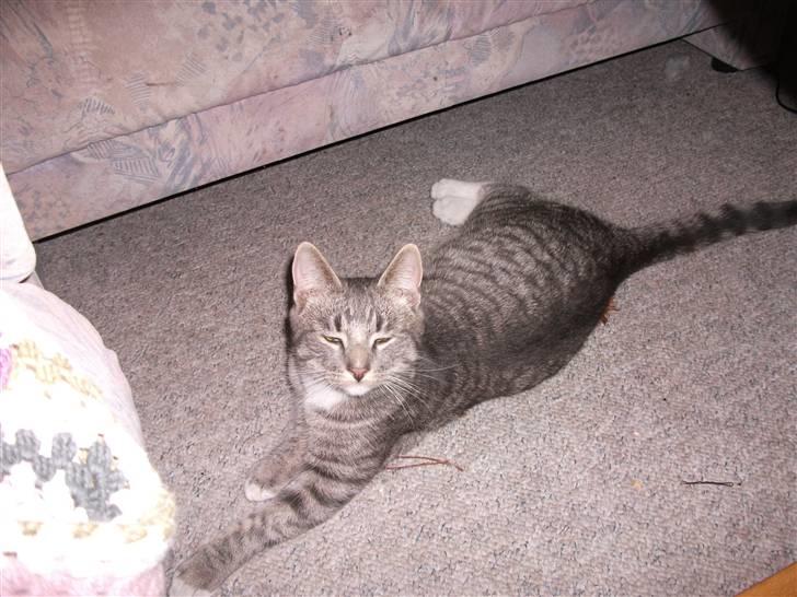 Huskat DJ John billede 13