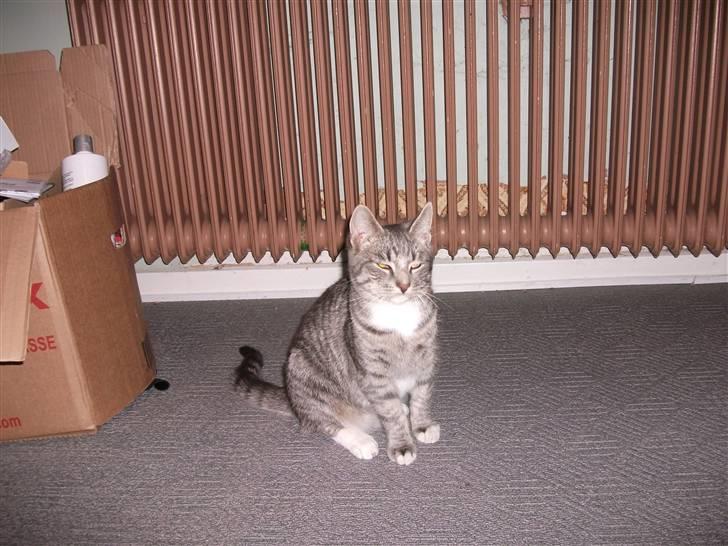 Huskat DJ John billede 14