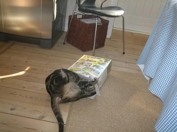 Huskat R.I.P. Mille billede 1