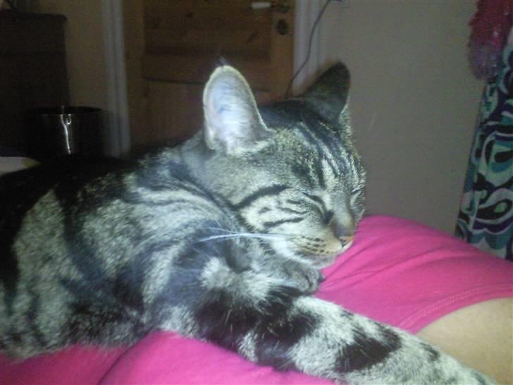 Huskat R.I.P. Mille billede 2