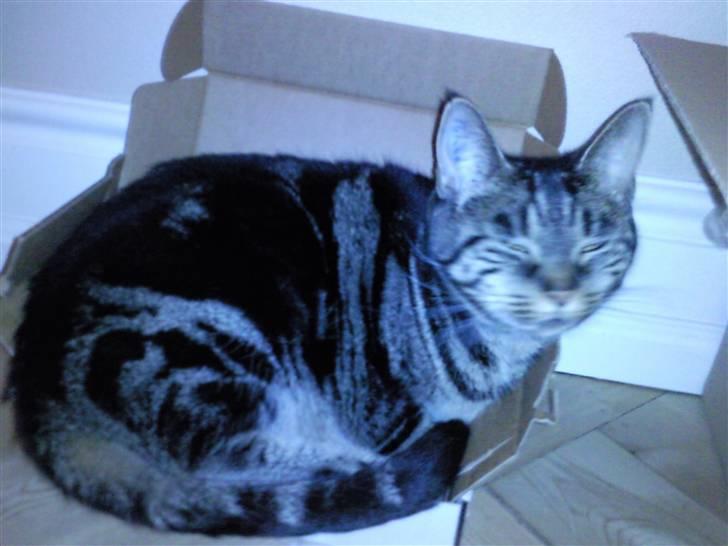 Huskat R.I.P. Mille billede 3