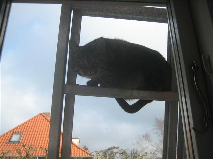 Huskat R.I.P. Mille billede 4